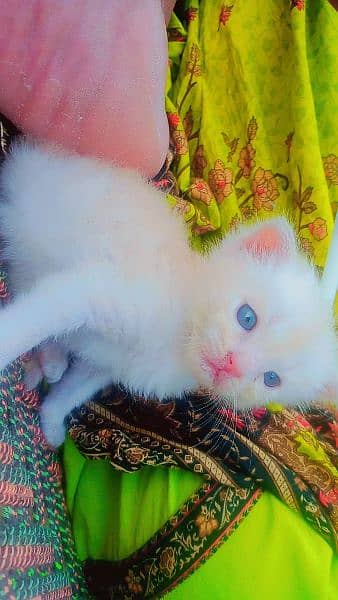 available health and beauty kitten 2