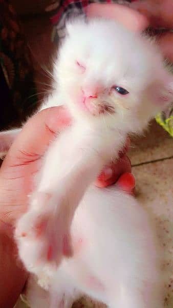 available health and beauty kitten 3