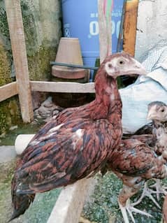 High Quality Aseel For Sale Home Breed