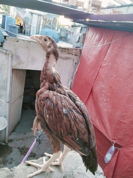 High Quality Aseel For Sale Home Breed 1