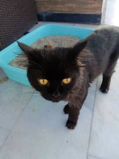 "Adorable American Black Cat for Sale – Friendly, Healthy