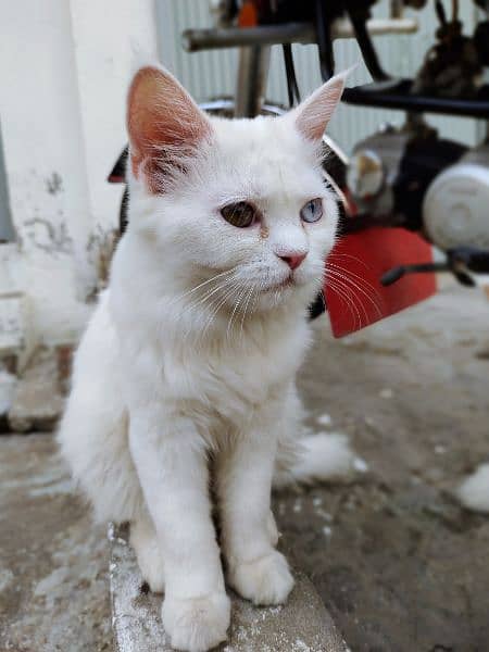 cat pair | pershian cat | doll face male | double coat | female cat 5