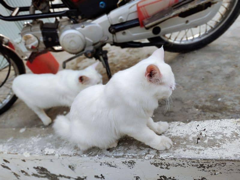 cat pair | pershian cat | doll face male | double coat | female cat 7