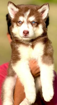 Siberian husky king size long coat blue eyes puppy 0