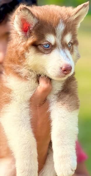 Siberian husky king size long coat blue eyes puppy 1