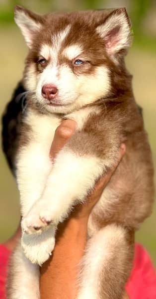 Siberian husky king size long coat blue eyes puppy 2