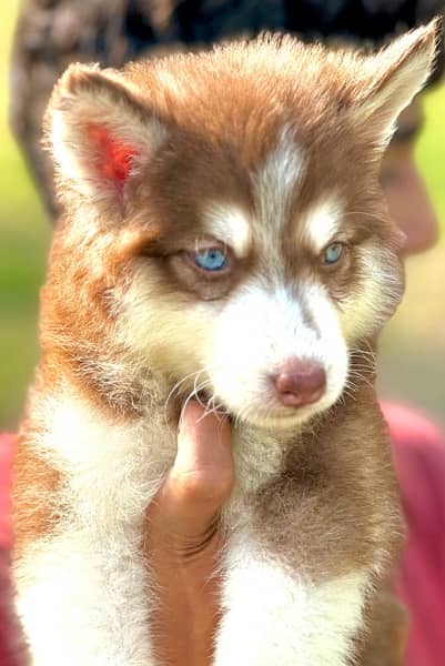 Siberian husky king size long coat blue eyes puppy 4