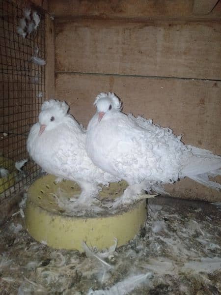 imported pigeons 1