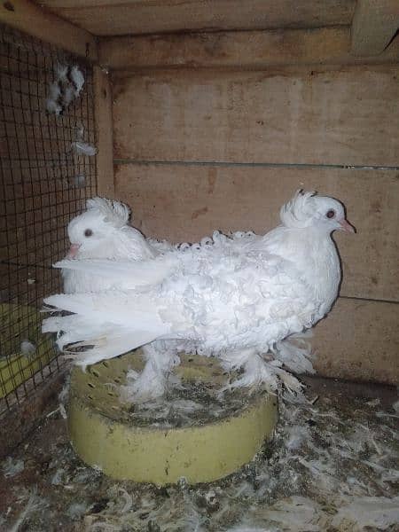 imported pigeons 6