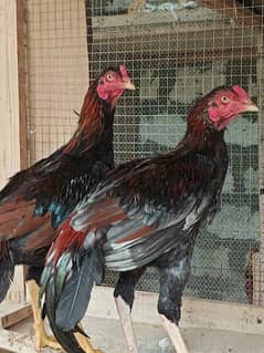 aseel hen | murga | aseel for sale | pure aseel hen | mianwali aseel