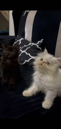 Persian Cat/Cute/Persian Kitten/Kitten For Sale/Cate For Sale 0