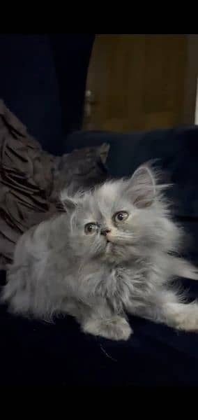 Persian Cat/Cute/Persian Kitten/Kitten For Sale/Cate For Sale 1