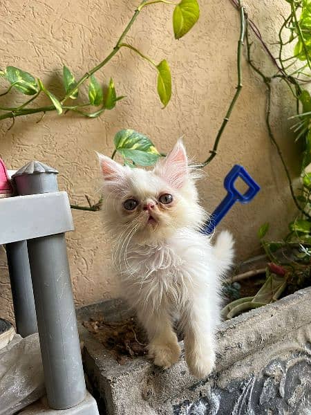 Persian Cat/Cute/Persian Kitten/Kitten For Sale/Cate For Sale 3