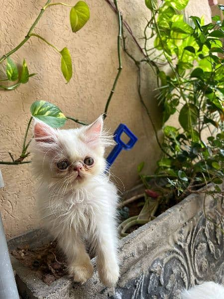 Persian Cat/Cute/Persian Kitten/Kitten For Sale/Cate For Sale 4