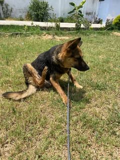 german shepherd female