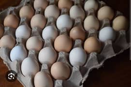 golden misri eggs for sale