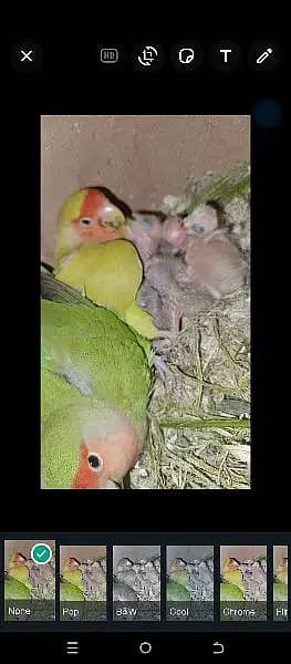 Love birds whole satup sale 3