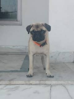 pug female 3 month age.