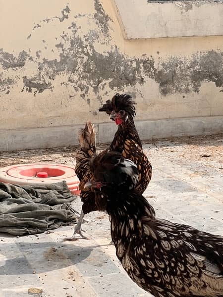 2 Polish hen egg laying 2