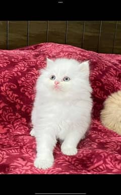 quality Garretty kitten 03448207199