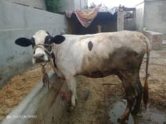 Cross cow | Pragnant cow | Wachi | Cow  | Dasi cow | Gaban | 8 Month