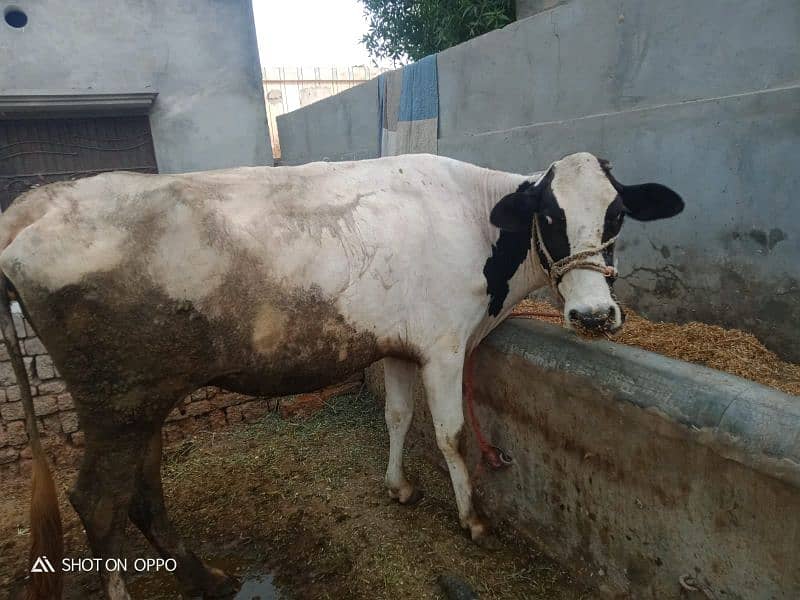 Cross cow | Pragnant cow | Wachi | Cow  | Dasi cow | Gaban | 8 Month 2