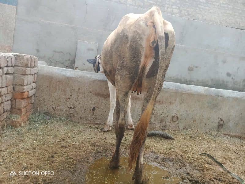 Cross cow | Pragnant cow | Wachi | Cow  | Dasi cow | Gaban | 8 Month 4