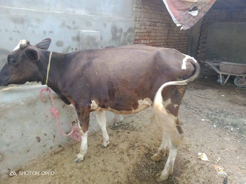 Cross cow | Pragnant cow | Wachi | Cow  | Dasi cow | Gaban | 8 Month 5