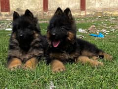 German shepherd long Cote show quality havey bone structure pair for s 0