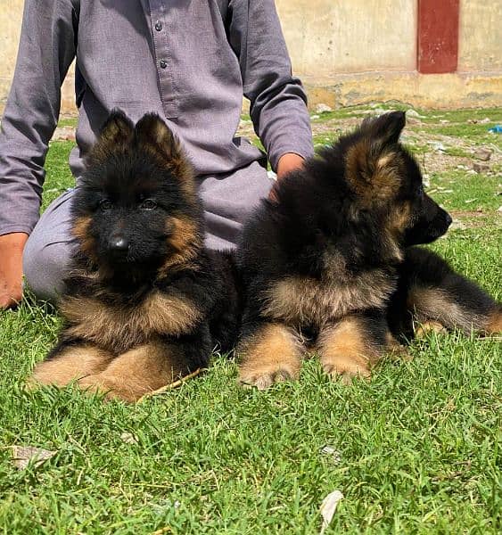 German shepherd long Cote show quality havey bone structure pair for s 1