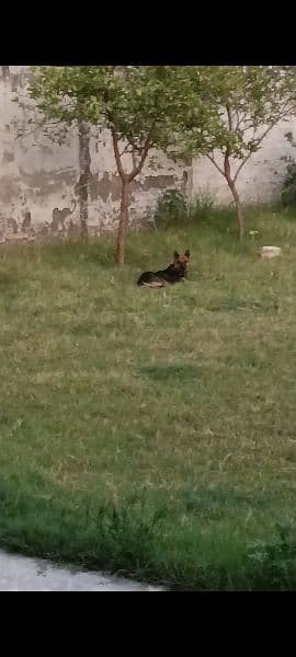 German shepherd breeder 3