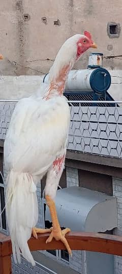 Aeel Heera / Murgha / white heera / Aseel hen for sale