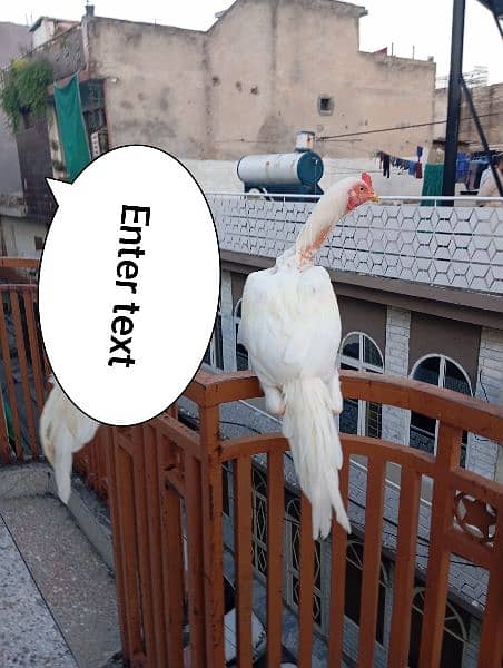 Aeel Heera / Murgha / white heera / Aseel hen for sale 1