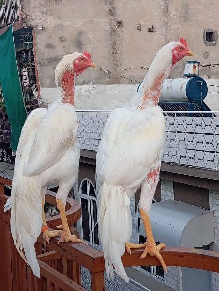 Aeel Heera / Murgha / white heera / Aseel hen for sale 2