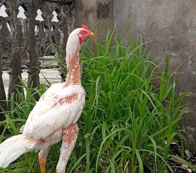 Aeel Heera / Murgha / white heera / Aseel hen for sale 3