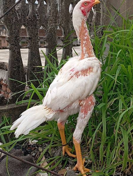 Aeel Heera / Murgha / white heera / Aseel hen for sale 4