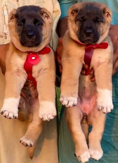 king Turkish kangal pair show quality havey bone structure for sale