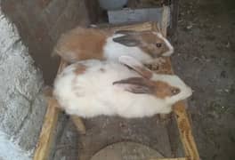 Rabbit for sale