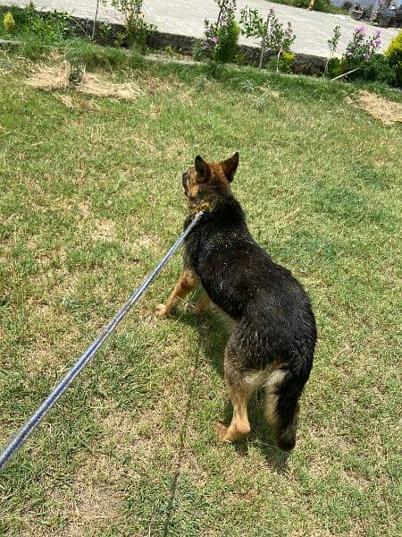 german shepherd female 2