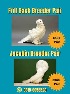 White Jacobin Frill Back Breeder Pair