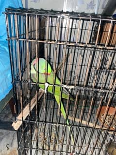 Talking Raw parrot pair 2.5 years of age with cage large size