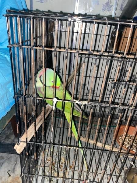 Talking Raw parrot pair 2.5 years of age 0