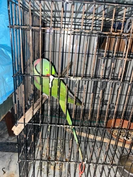 Talking Raw parrot pair 2.5 years of age 1