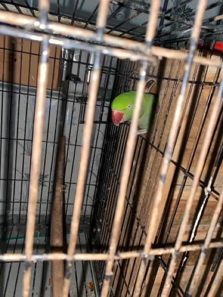 Talking Raw parrot pair 2.5 years of age 2