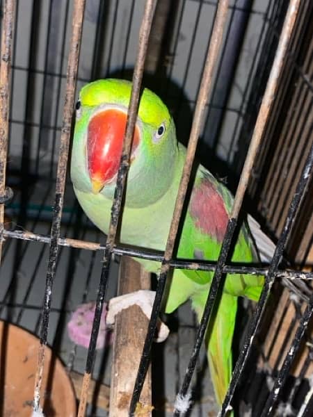 Talking Raw parrot pair 2.5 years of age 4