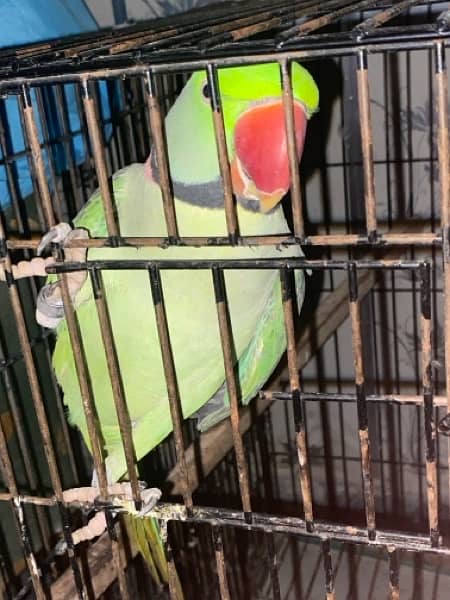 Talking Raw parrot pair 2.5 years of age 5