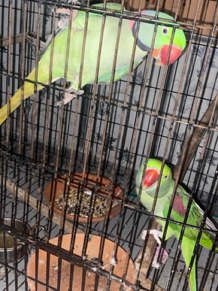 Talking Raw parrot pair 2.5 years of age 6