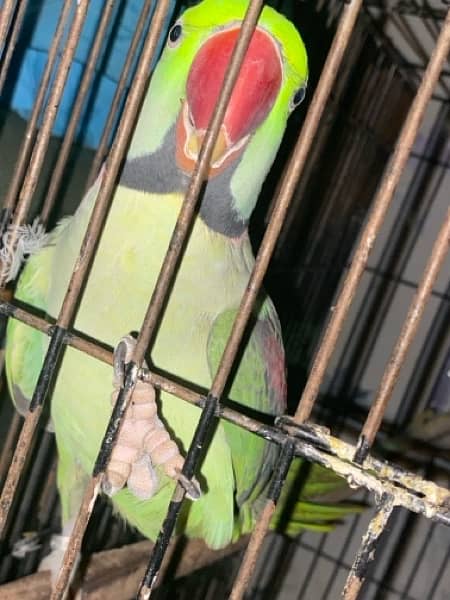 Talking Raw parrot pair 2.5 years of age 7