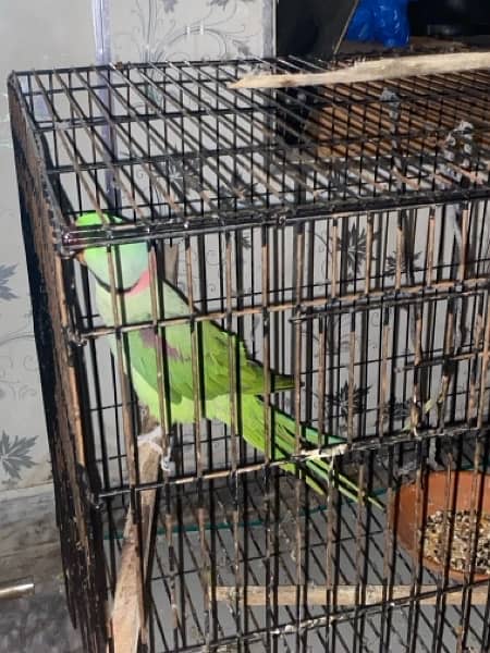 Talking Raw parrot pair 2.5 years of age 8