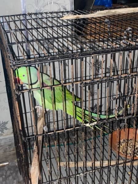 Talking Raw parrot pair 2.5 years of age 9